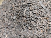 pu-erh s2.jpeg