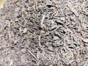 pu-erh 4.jpeg