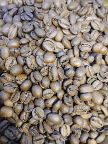 costaryka ziarnista.jpeg